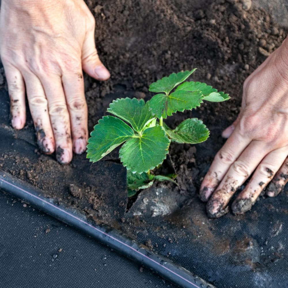 gardenmate-gartenvlies-unkrautvlies-50-g-m-leichtes-wasserdurchl-ssiges-unkrautv image 5