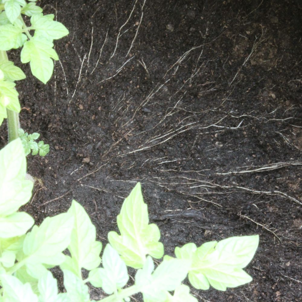 gardenmate-pflanzsack-blackline-aus-vliesstoff-schwarzer-pflanzsack-mit-hybrid-v image 7